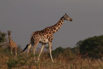 Rothschild's giraffe, a subspecies of the giraffe occurring in Uganda. It is one of the most endangered distinct populations of giraffe, with around two thousand estimated in the wild.