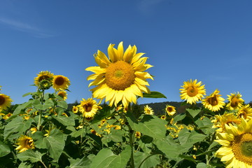 Sunflowers under blue sky