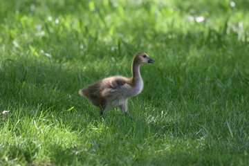 Gosling walking through the tall grass