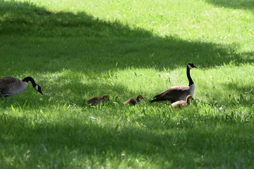 Candian geese family walk 