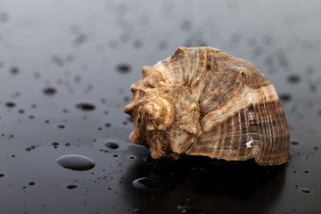 Wet seashell from rapana venosa