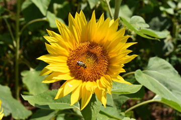 Obraz premium Pszczoła na słoneczniku