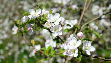 Apfelbaumblüten - Apfelbaum - Blütezeit - Freisteller