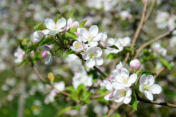 Apfelbaum Blüte in Südtirol