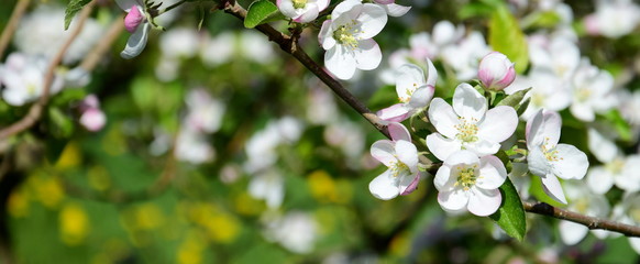 Apfelblüten -Apfelbaumblüte - Blütezeit in Südtirol