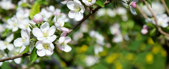 Apfelbaum Blüte in Südtirol