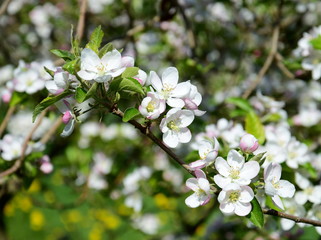Apfelbaum Blüte in Südtirol