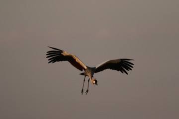 Grey crowned crane on a close up picture from its natural environment, a bank of the Nile river in Uganda.