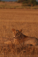 Wild African lioness in the savannah. A noble predatory cat in its natural habitat.