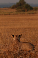Wild African lioness in the savannah. A noble predatory cat in its natural habitat.