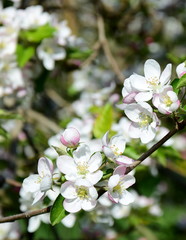 Apfelbaumblüten - Apfelbaum - Blütezeit - Freisteller
