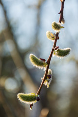 buds of willow