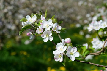 Apfelblüten - Apfelbaumblüte in Südtirol - Der Frühling ist da