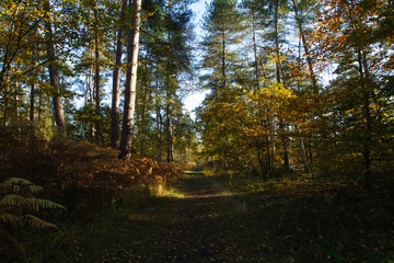 foret de chantilly