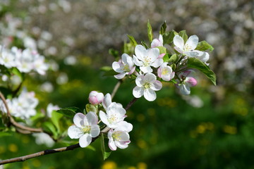 Apfelblüten - Apfelbaumblüte in Südtirol - Der Frühling ist da