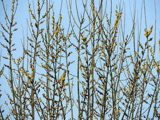 Blooming goat willow,Salix caprea, against the sky