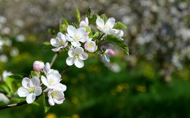 Apfelbaum Blüte - Blütezeit in Südtirol