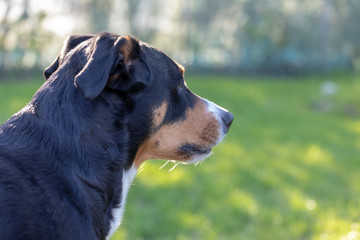 Side view of a white tricolor Appenzeller mounatin dog purpurebred dog with black head