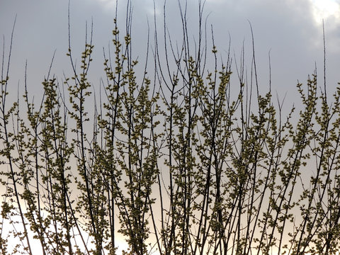 Blooming goat willow,Salix caprea, against the sky