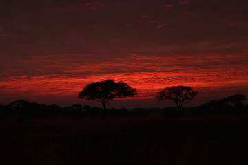 Sunrise in African savannah, a picture made on safari in Uganda. Acacia trees and palms and dry grassland, which host lot of large animals.