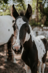 Fototapeta premium Newborn foal horse black and white