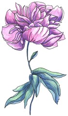 Watercolor purple peony flower