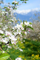 Apfelbaumblüten - Apfelbaum - Blütezeit - Freisteller