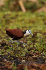 The African jacana, a wader in the family Jacanidae, identifiable by long toes and long claws that...