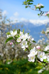 Apfelblüten - Apfelbaumblüte in Südtirol - Der Frühling ist da