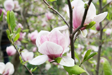 pink flowers magnolias
