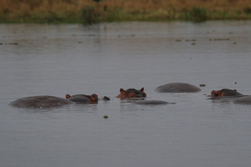 Fototapeta premium African hippopotamus in its natural environment. A well known large animal occuring around african rivers and wetlands in its natural environment.