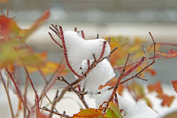 snow-covered wild rose bushes