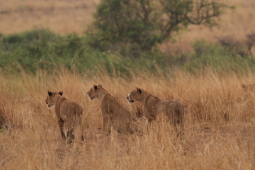 Naklejka na ściany i meble Wild African lions in the savannah. A noble predatory cat in its natural habitat.