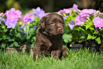 Cucciol di labrador chocolate in posa davanti a fiori