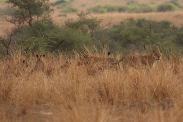 Wild African lions in the savannah. A noble predatory cat in its natural habitat.