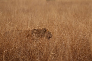 Wild African lioness in the savannah. A noble predatory cat in its natural habitat.