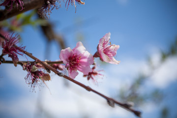 Pink Peach Blossoms in Peach Orchard in the Springtime