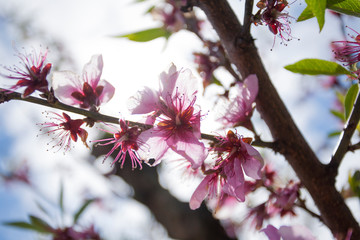Pink Peach Blossoms in Peach Orchard in the Springtime