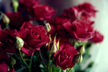 Fototapeta premium bouquet of red roses