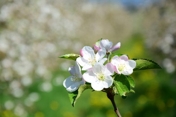 Apfelbaum Blüten - Apfelbaumblüte in Südtirol