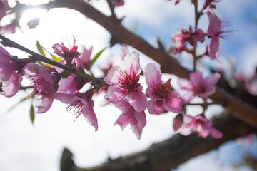 Pink Peach Blossoms in Peach Orchard in the Springtime