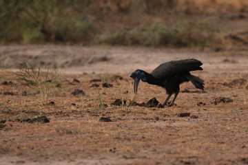 The Abyssinian ground hornbill, also known as the northern ground hornbill, on a close up picture in its natural environment. A moment from the safari in Uganda.