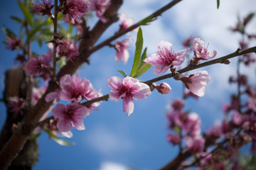 Fototapeta na wymiar Pink Peach Blossoms in Peach Orchard in the Springtime
