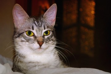 Grey cat lying on a blanket. Striped kitten looking into the distance, night and dark room