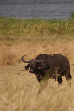 The African buffalo, also called the Cape buffalo (Syncerus caffer), a large Sub-Saharan African bovine. Picture from a safari in the savanna, natural environment of wildbuffalos.
