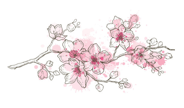 Spring sakura flowers blossom art, hand drawn watercolor style. Cute paint cherry plant. Vector illustration, isolated on white background. Realistic floral bloom for japanese, chinese holiday card