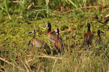 Flock of White-faced whistling ducks in their natural environment, on the bank of the Nile river.