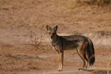 Naklejka na ściany i meble The side-striped jackal, a species of predatory mammal, native to east and southern Africa. A picture from its natural environment.