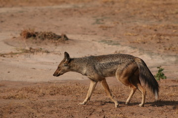 The side-striped jackal, a species of predatory mammal, native to east and southern Africa. A picture from its natural environment.
