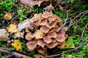 Mushrooms grow in the autumn forest. Close-up